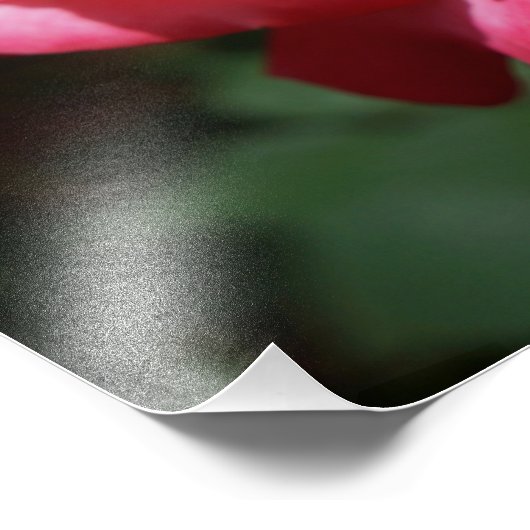 Rose Fotografie Big Pink Rote Rose Floral (Ecke)