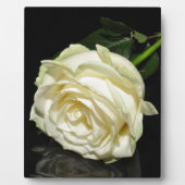 Rose Fotoplatte (Vorderseite)