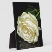 Rose Fotoplatte (Seite)
