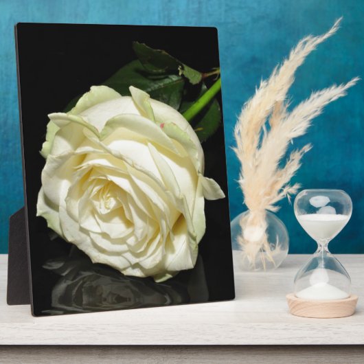 Rose Fotoplatte (Seite)