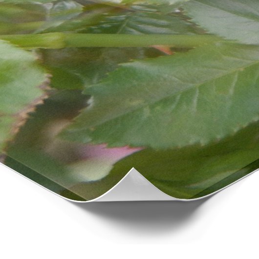 Rose Fragranate Cloud Poster (Ecke)