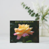 Rose Frieden Postcard HRG 500n 2014 Postkarte (Stehend Vorderseite)