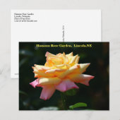 Rose Frieden Postcard HRG 500n 2014 Postkarte (Vorne/Hinten)