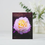 Rose "Frieden" Postkarte (Stehend Vorderseite)