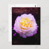 Rose "Frieden" Postkarte (Vorne/Hinten)