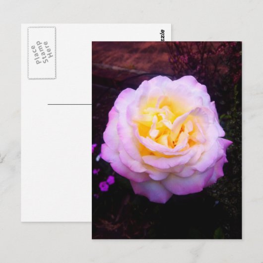 Rose "Frieden" Postkarte (Vorne/Hinten)