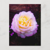 Rose "Frieden" Postkarte (Vorderseite)