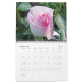 Rose für den Englischen Garten Kalender (Feb 2027)