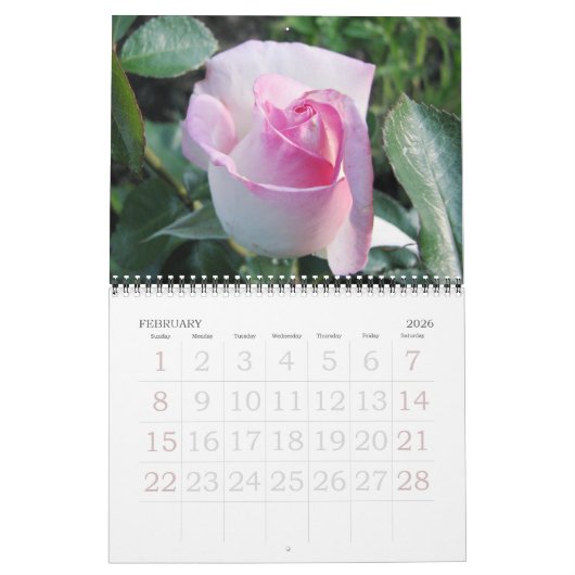 Rose für den Englischen Garten Kalender (Feb 2026)