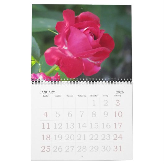 Rose für den Englischen Garten Kalender (Jan 2026)