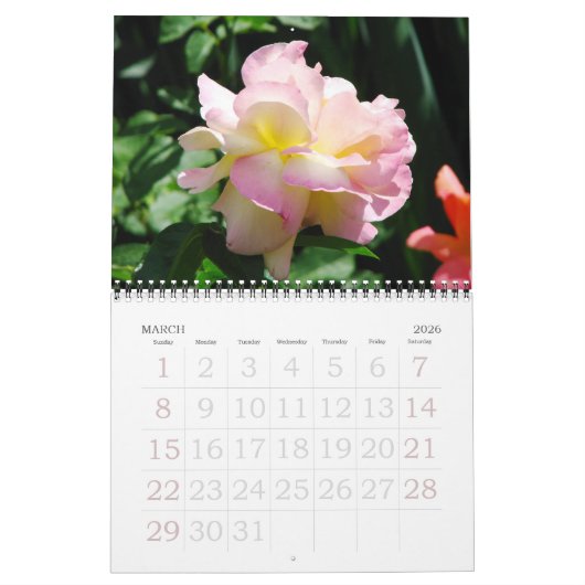Rose für den Englischen Garten Kalender (Mär 2026)