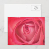 Rose für Feuer und Eis Postkarte (Vorne/Hinten)