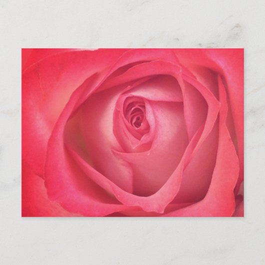 Rose für Feuer und Eis Postkarte (Vorderseite)