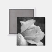 Rose für Frieden Magnet (Vorderseite/Rückseite)