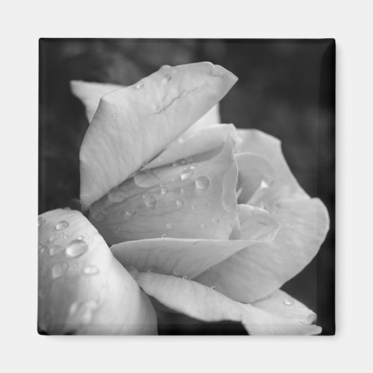 Rose für Frieden Magnet (Vorne)