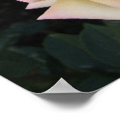 Rose für Frieden Poster (Ecke)