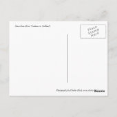 Rose für Frieden Postkarte (Rückseite)