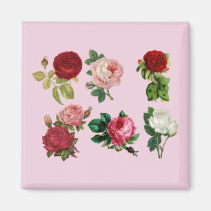 Rose-Galermagnet Magnet