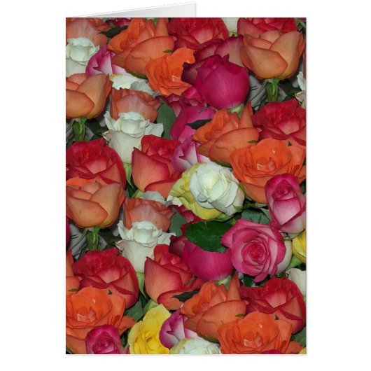 Rose Galore (Vorne)