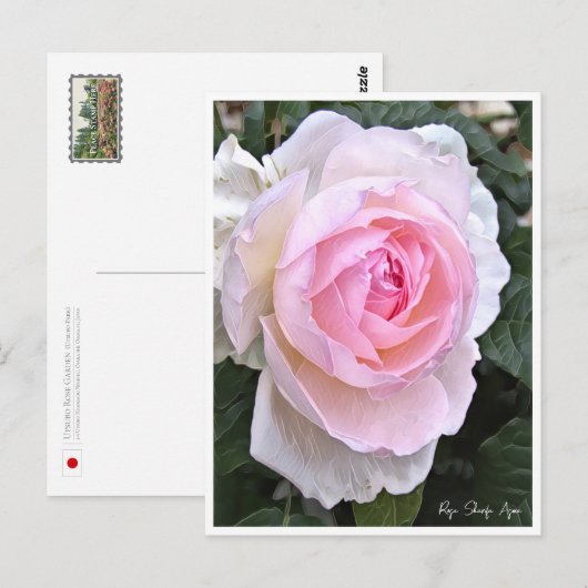 Rose Garden Postkarte (Vorne/Hinten)