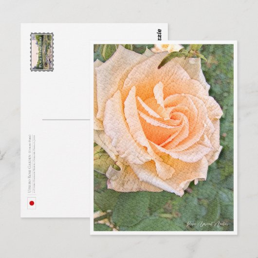 Rose Garden Postkarte (Vorne/Hinten)