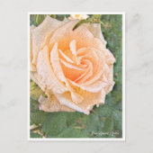 Rose Garden Postkarte (Vorderseite)