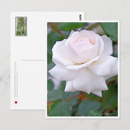 Rose Garden Postkarte (Vorne/Hinten)