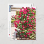 Rose Garden Postkarte (Vorne/Hinten)