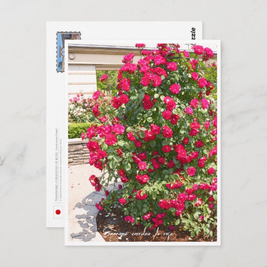 Rose Garden Postkarte (Vorne/Hinten)
