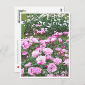 Rose Garden Postkarte (Vorne/Hinten)