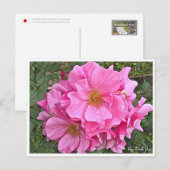 Rose Garden Postkarte (Vorne/Hinten)