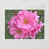 Rose Garden Postkarte (Vorderseite)