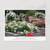 Rose Garden Scenery Postkarte (Vorderseite)