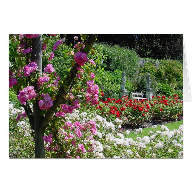 Rose Gartenkarte (Vorderseite (Horizontal))