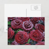 Rose gefroren postkarte (Vorne/Hinten)