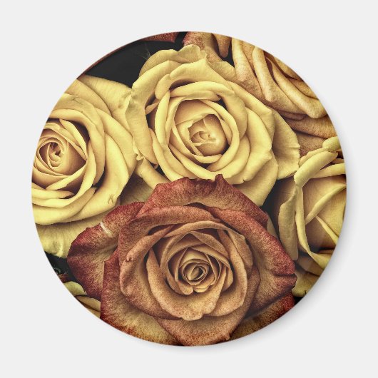 Rose gelb und rot magnet (Vorne)