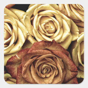 Rose gelb und rot quadratischer aufkleber