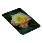 Rose gemeine Liebe! Magnet (Rechte Seite)