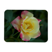 Rose gemeine Liebe! Magnet (Horizontal)