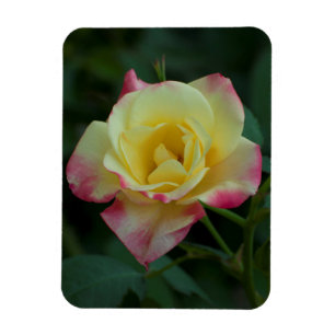 Rose gemeine Liebe! Magnet