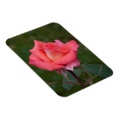 Rose gemeine Liebe! Magnet (Rechte Seite)