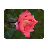 Rose gemeine Liebe! Magnet (Horizontal)