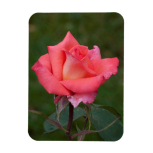 Rose gemeine Liebe! Magnet