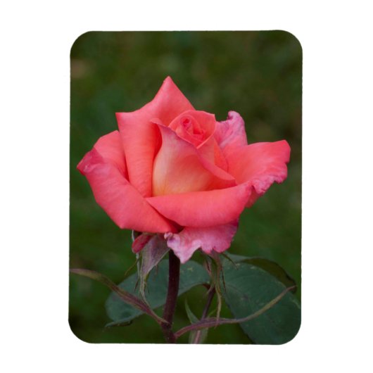 Rose gemeine Liebe! Magnet (Vertikal)