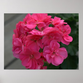 Rose Geranium Blume Poster