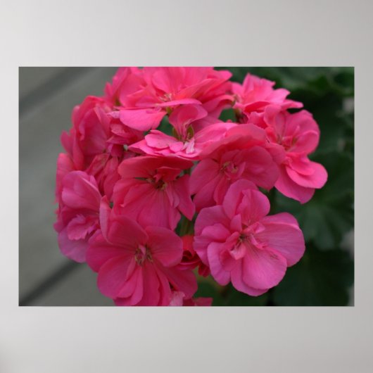 Rose Geranium Blume Poster (Vorne)
