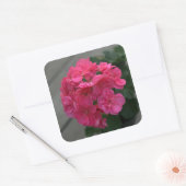 Rose Geranium Blume Quadratischer Aufkleber (Umschlag)