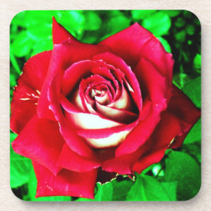 Rose Getränkeuntersetzer