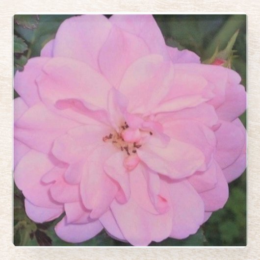 Rose Glasuntersetzer (Vorderseite)