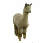 Rose Gray Alpaca Freistehende Fotoskulptur<br><div class="desc">Eine Rose graue Alpaka ist in eine dekorative Fotoskulptur gestylt</div>